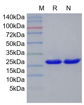 Recombinant Human IL-33