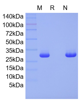 Recombinant Human 4-1BB Ligand/TNFSF9