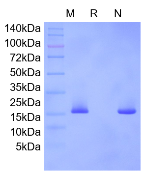 Recombinant Mouse MYDGF/SF20
