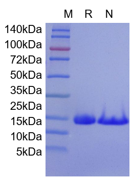 Recombinant Mouse IL-22