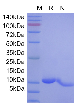 Recombinant Mouse IL-7