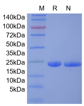 Recombinant Mouse IL-6