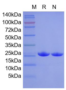 Recombinant Mouse IL-1RA