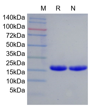 Recombinant Mouse IL-1 alpha