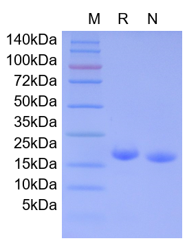 Recombinant Mouse IL-2