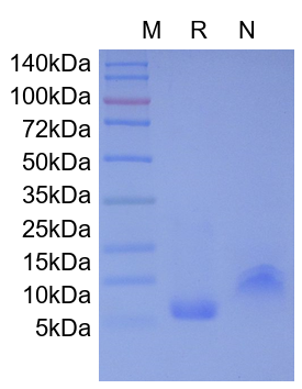 Recombinant Human CXCL5
