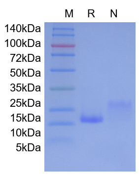 Recombinant Mouse IL-4