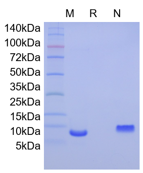 Recombinant Human CCL27