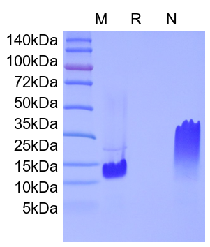 Recombinant Human Eotaxin-3/CCL26