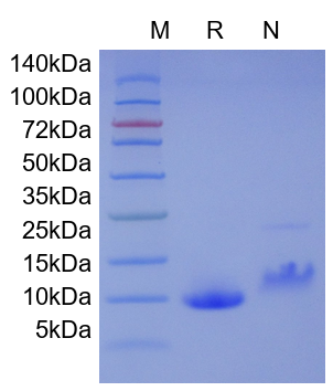 Recombinant Human CCL2