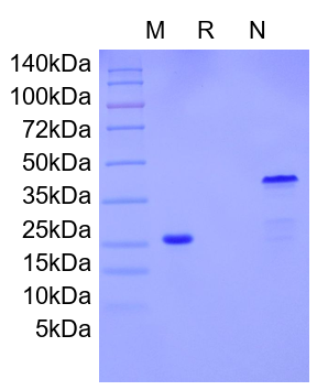 Recombinant Human GDNF