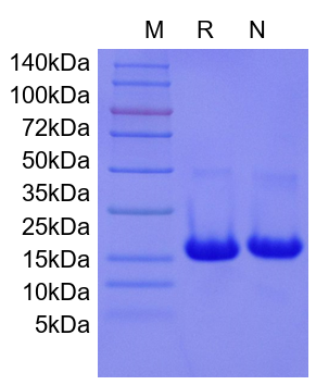 Recombinant Mouse IL-10