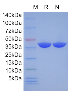 Recombinant Diphtheria Toxin Mutant CRM197