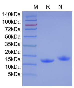Recombinant Human IL-22