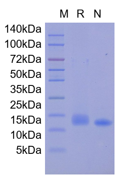Recombinant Human IL-9