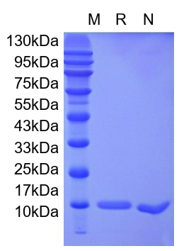 Recombinant Human IL-2