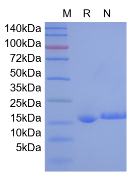 Recombinant Human IL-1 alpha