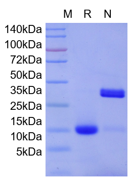 Recombinant Human IL-17A