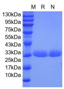 Recombinant EGFP