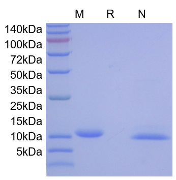 Recombinant Mouse SCF