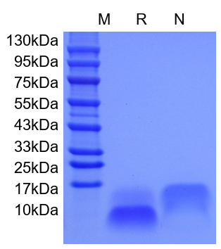 Recombinant Human EGF, 53 a.a.