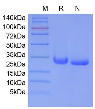 Recombinant Rat IL-6