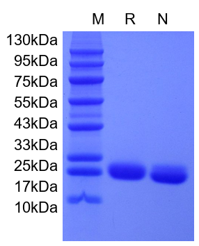 Recombinant Human IL-6