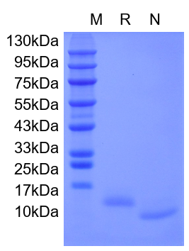 Recombinant Human IL-15