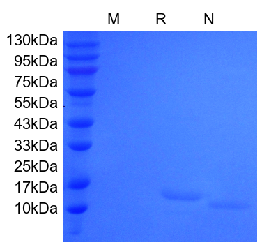 Recombinant Human IL-7
