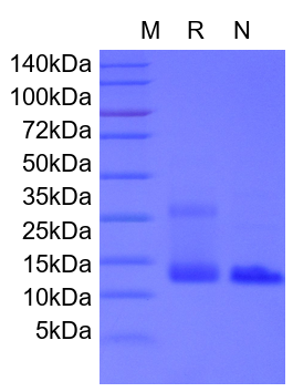 Recombinant Human IL-4