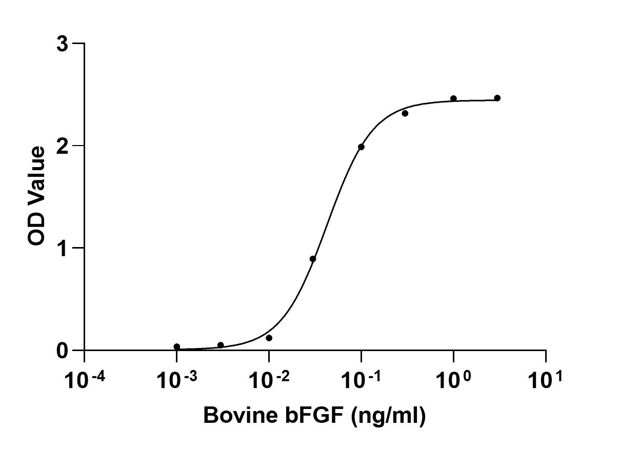 Recombinant Bovine FGF-2/bFGF
