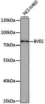 Anti-BVES Rabbit pAb