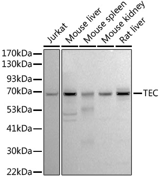 Anti-Tec Rabbit pAb