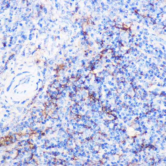 Anti-CD40 Rabbit pAb