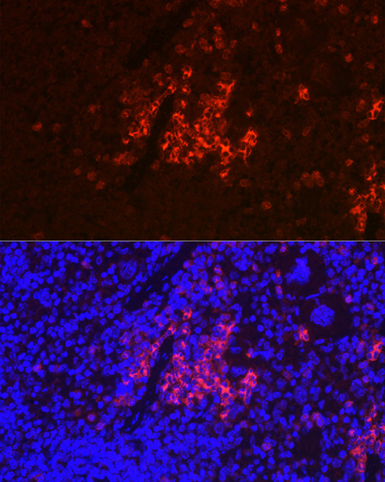 Anti-CD40 Rabbit pAb