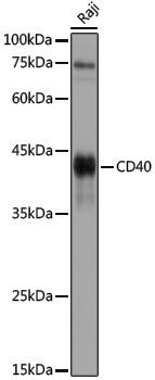 Anti-CD40 Rabbit pAb