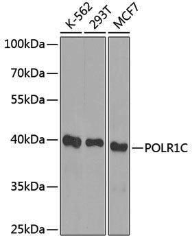 Anti-POLR1C Rabbit pAb