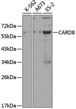 Anti-CARD8 Rabbit pAb