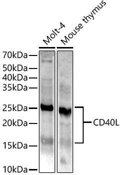Anti-CD40L Rabbit pAb