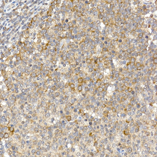 Anti-Caspase-12 Rabbit pAb