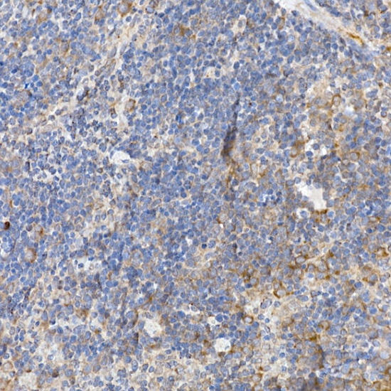 Anti-Caspase-12 Rabbit pAb
