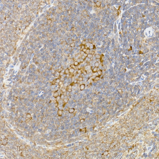 Anti-Caspase-12 Rabbit pAb