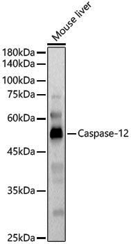 Anti-Caspase-12 Rabbit pAb