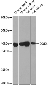 Anti-DOK4 Rabbit pAb