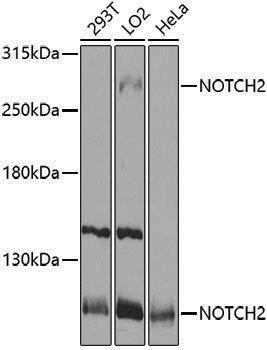 Anti-NOTCH2 Rabbit pAb