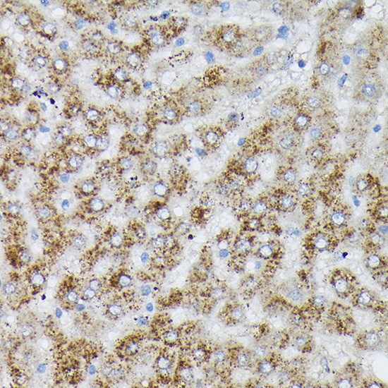 Anti-PIK3CA Rabbit pAb