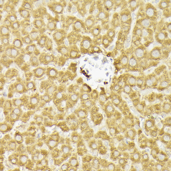 Anti-PIK3CA Rabbit pAb