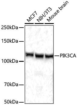 Anti-PIK3CA Rabbit pAb