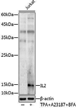 Anti-IL2 Rabbit pAb