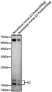 Anti-IL2 Rabbit pAb